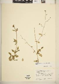 Boerhavia diffusa image