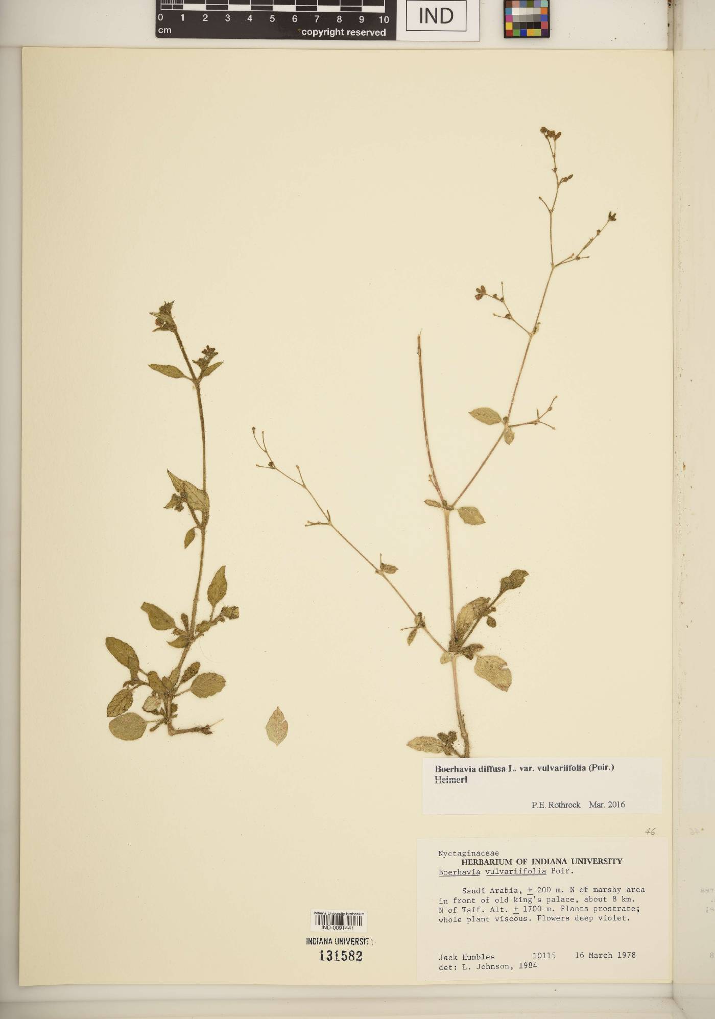 Boerhavia diffusa var. vulvariifolia image