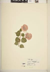 Bougainvillea spectabilis image