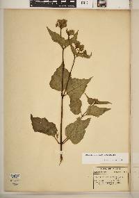 Mirabilis nyctaginea image