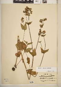 Mirabilis nyctaginea image