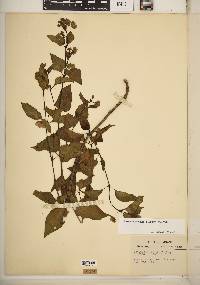 Mirabilis nyctaginea image