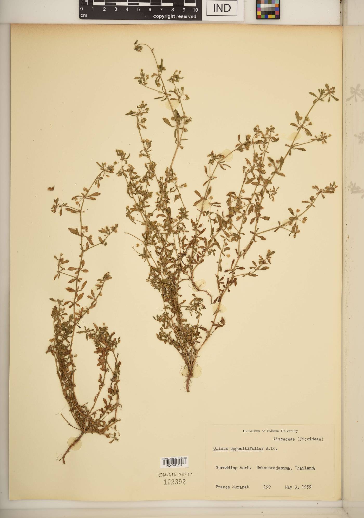 Glinus oppositifolius image