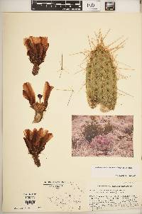 Echinocereus stramineus var. stramineus image