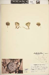 Mammillaria lasiacantha image