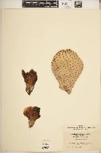 Opuntia basilaris image