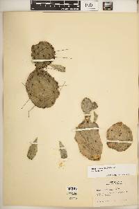 Opuntia humifusa image