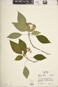 Cornus alternifolia image