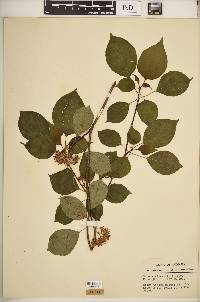 Cornus alternifolia image