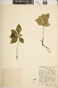 Cornus canadensis image