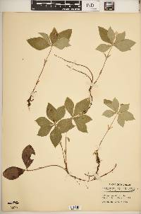 Cornus canadensis image