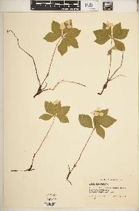 Cornus canadensis image