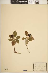 Cornus canadensis image