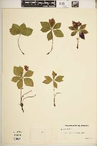 Cornus canadensis image