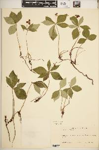 Cornus canadensis image