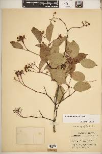 Cornus drummondii image