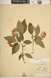 Cornus drummondii image