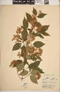 Cornus racemosa image