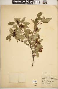 Cornus racemosa image