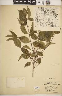 Cornus racemosa image