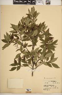 Cornus racemosa image