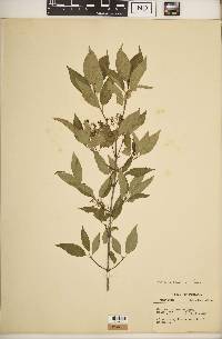 Cornus racemosa image