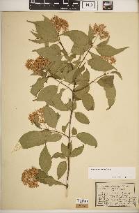 Cornus racemosa image