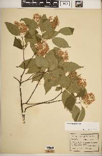 Cornus racemosa image