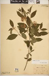 Cornus racemosa image