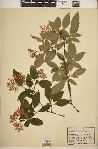 Cornus racemosa image