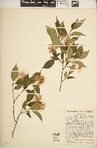 Cornus racemosa image