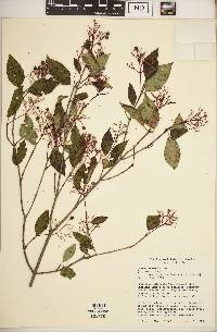 Cornus racemosa image