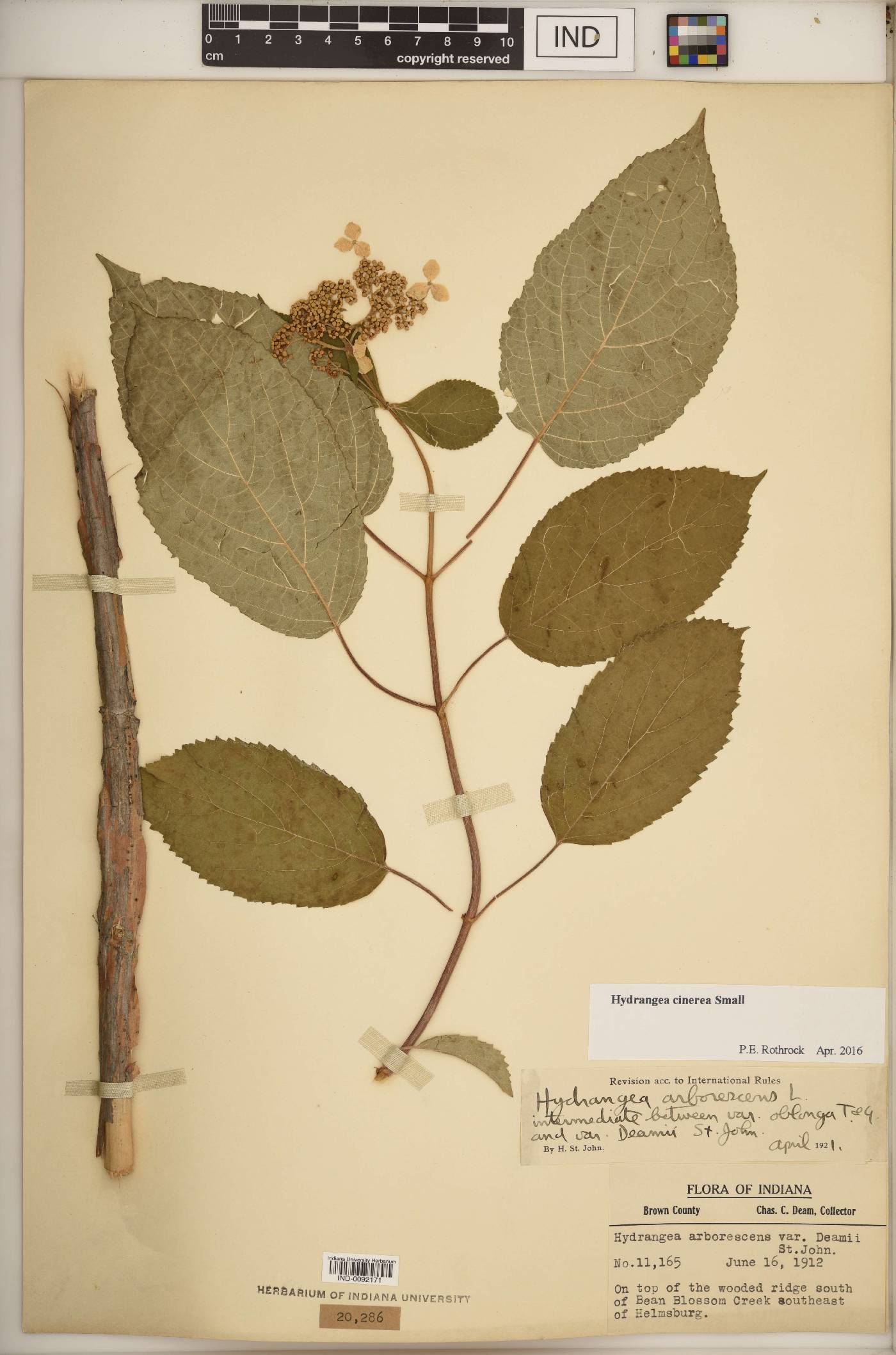 Hydrangea cinerea image