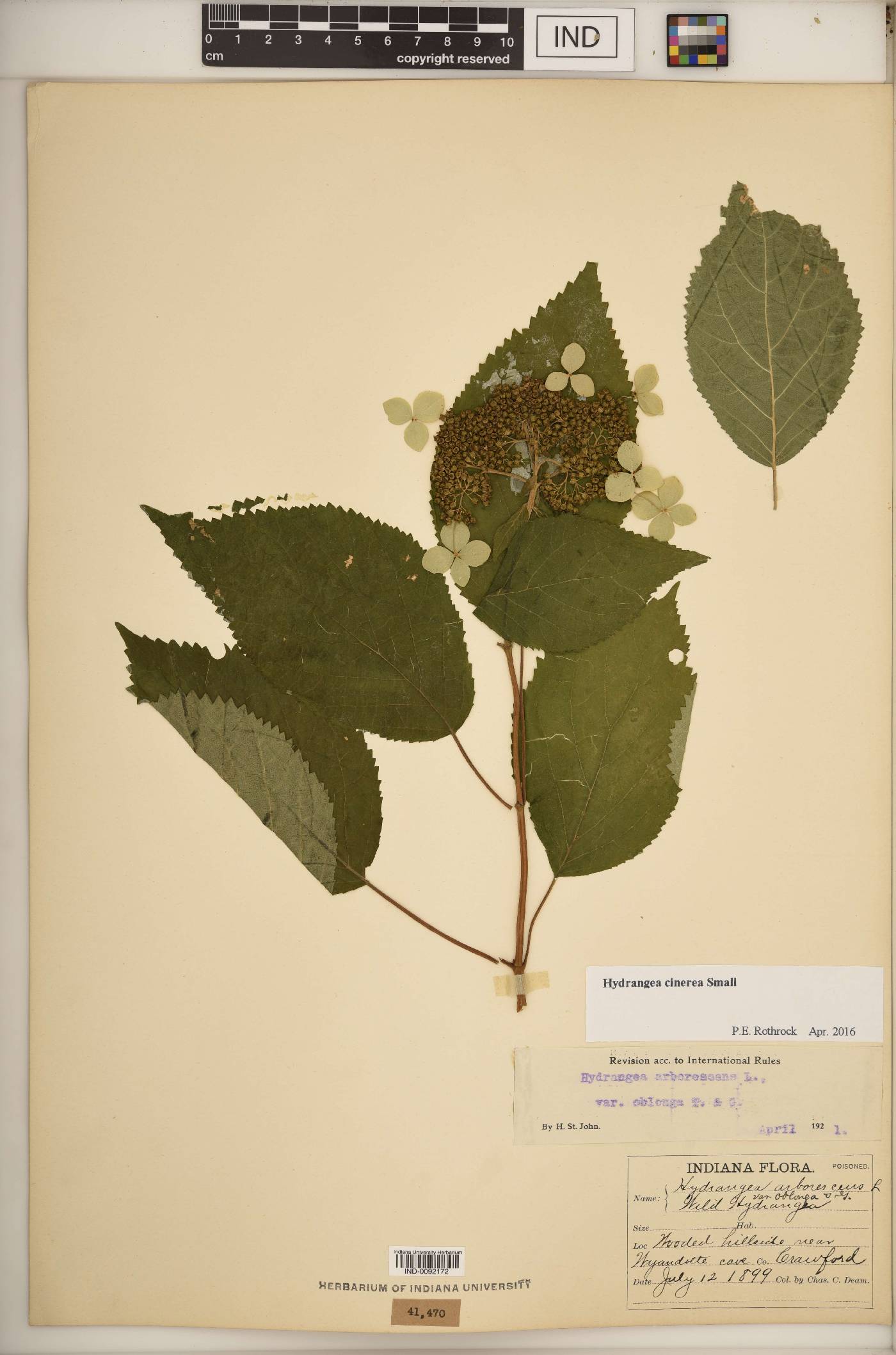 Hydrangea cinerea image