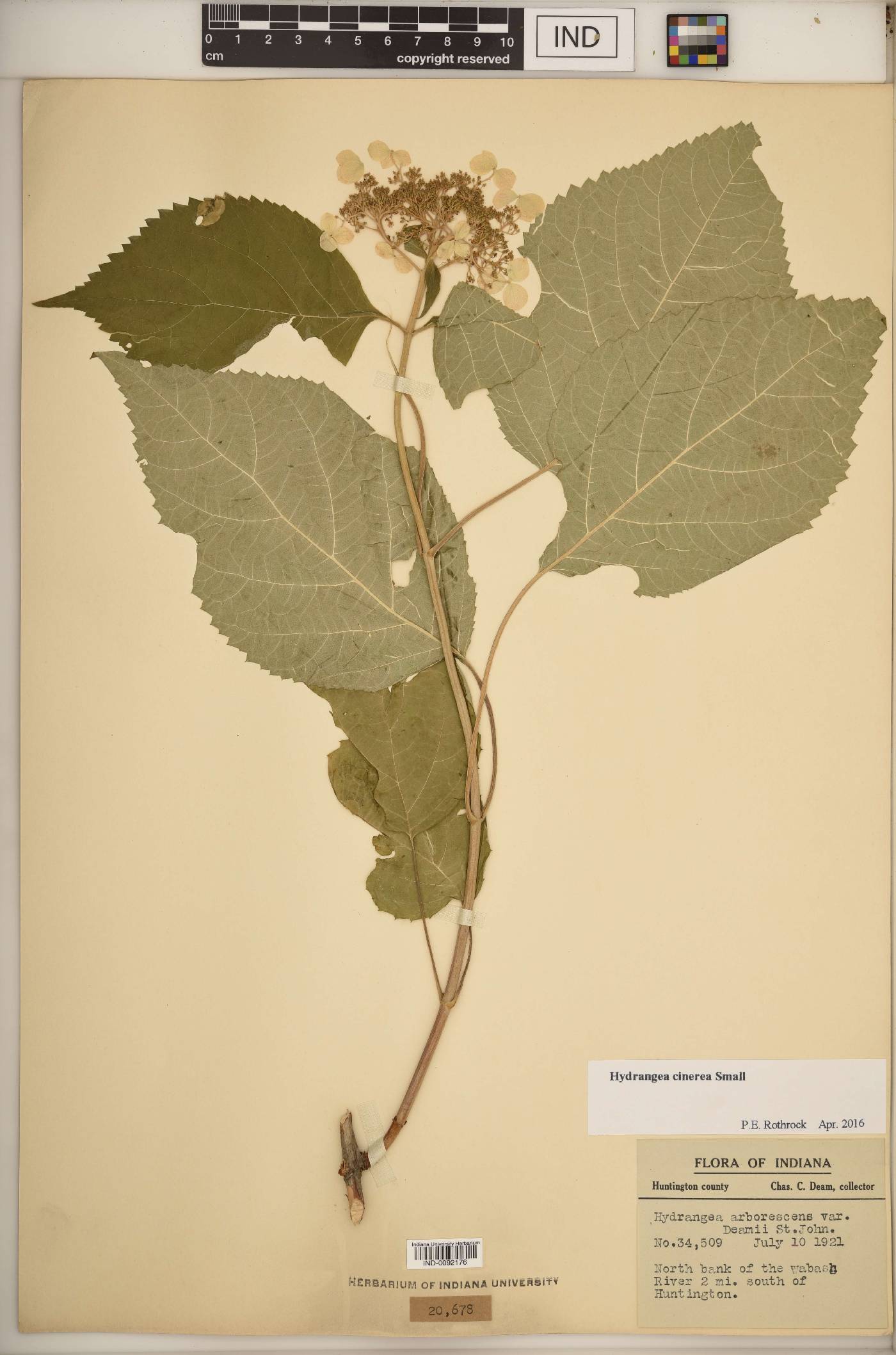 Hydrangea cinerea image