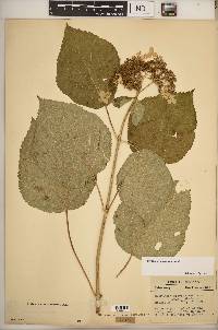 Hydrangea arborescens var. deamii image