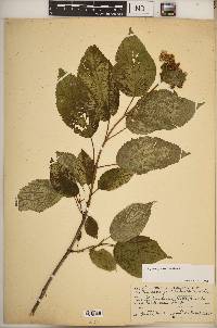 Hydrangea cinerea image