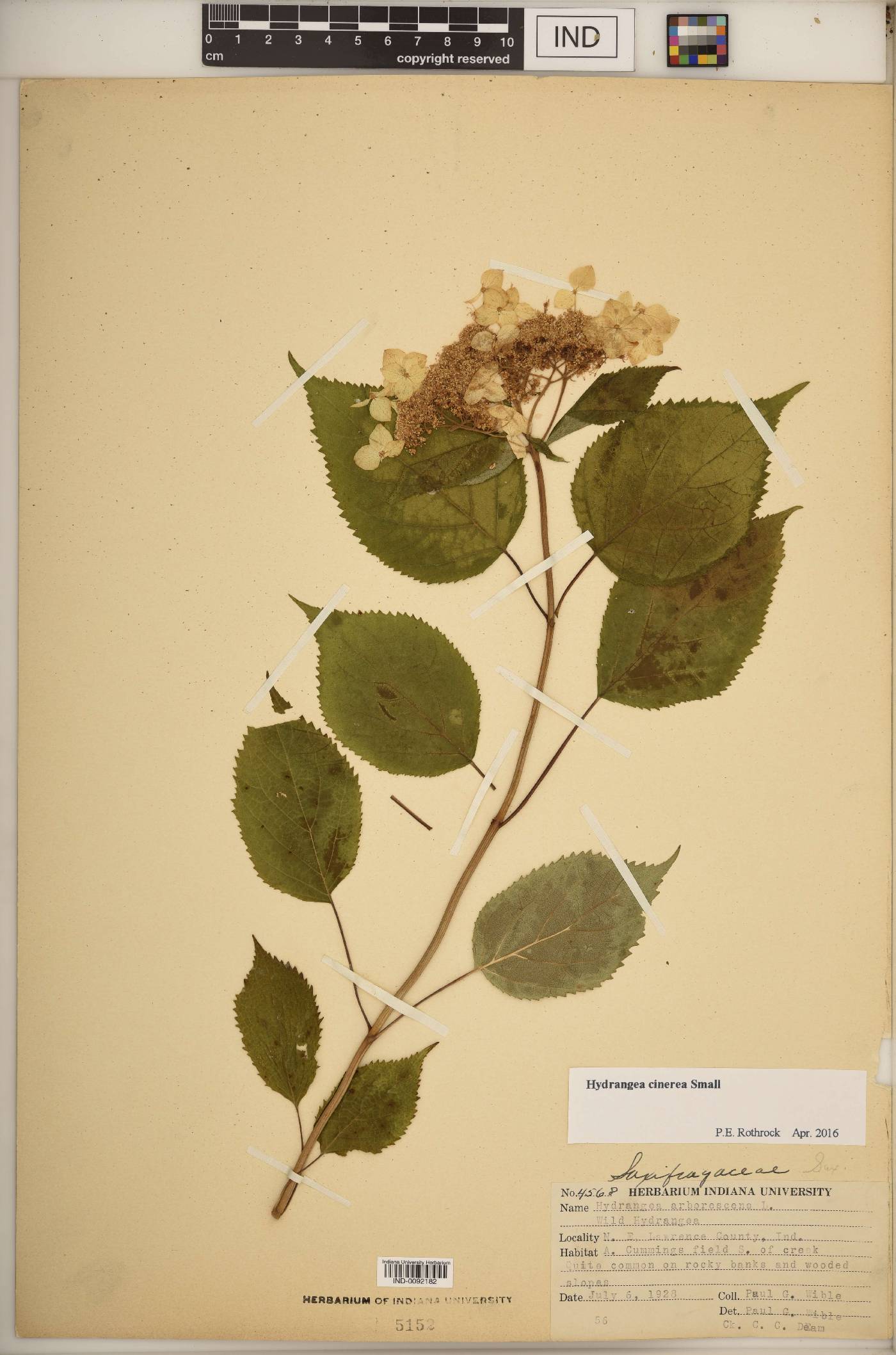 Hydrangea cinerea image