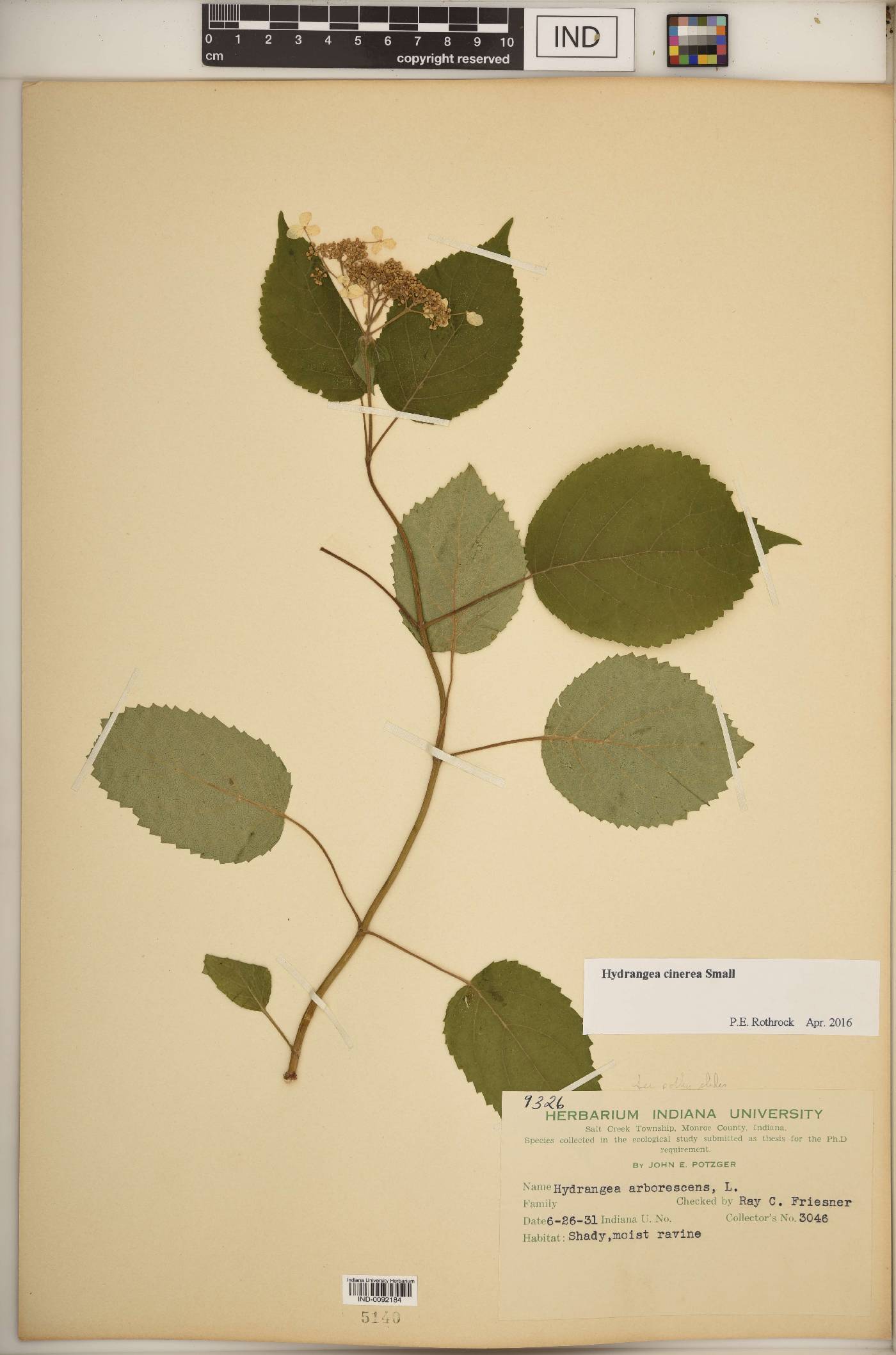 Hydrangea cinerea image