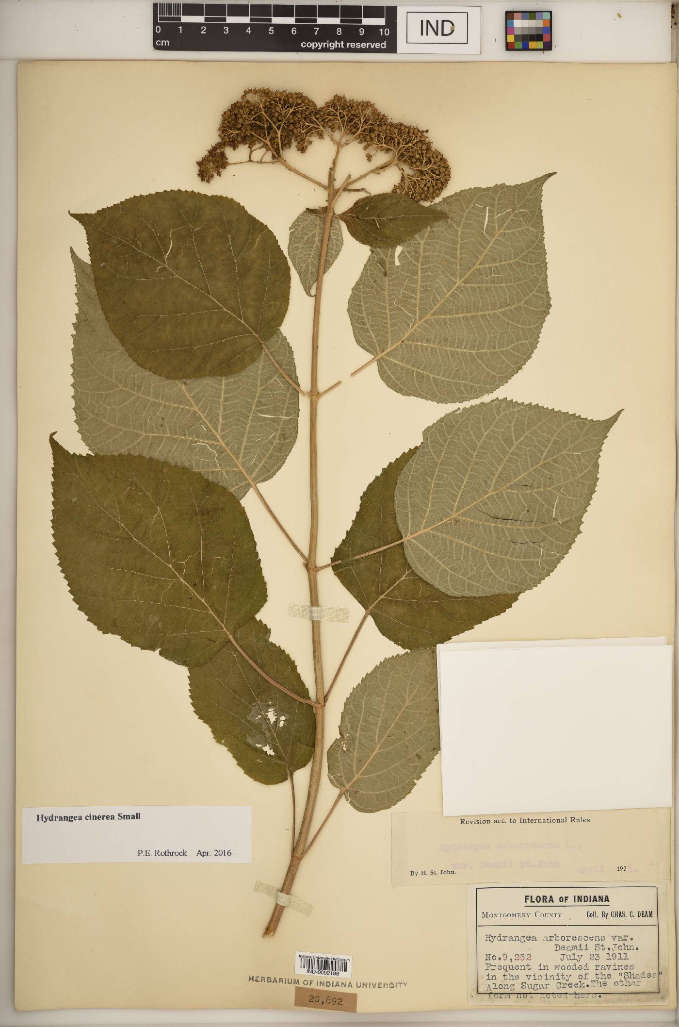 Hydrangea cinerea image