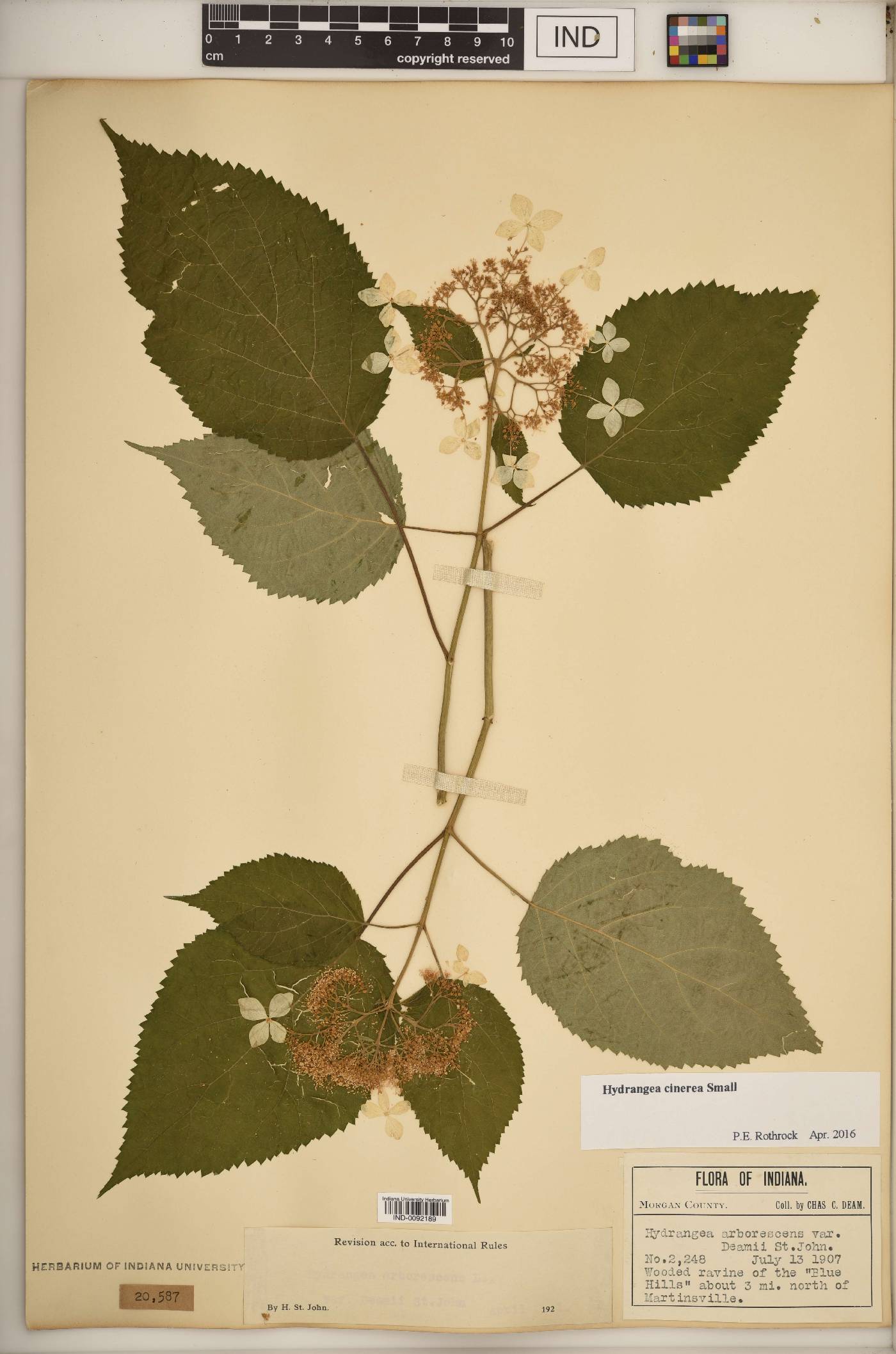 Hydrangea cinerea image