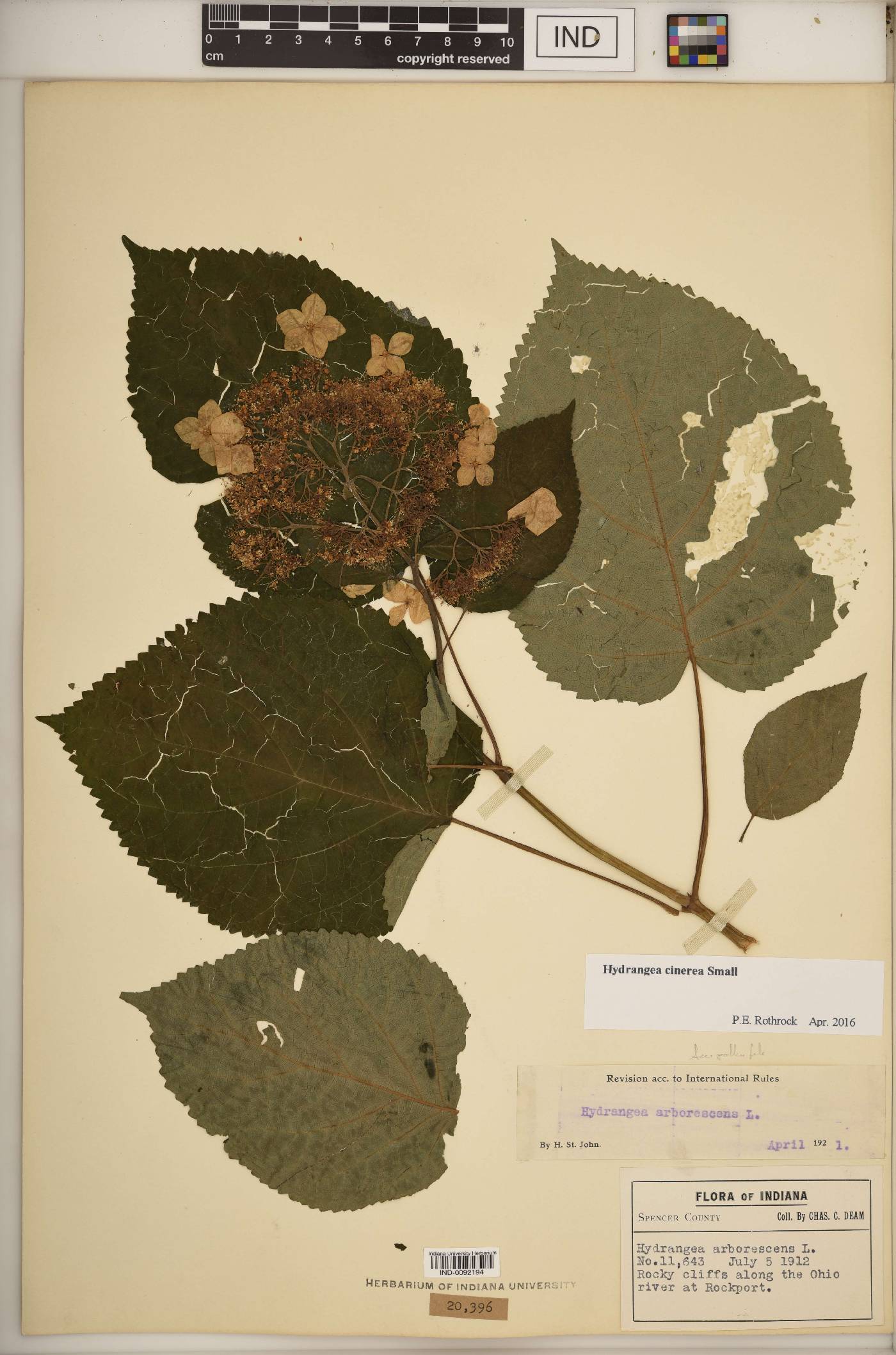 Hydrangea cinerea image