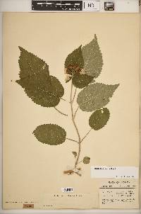 Hydrangea cinerea image