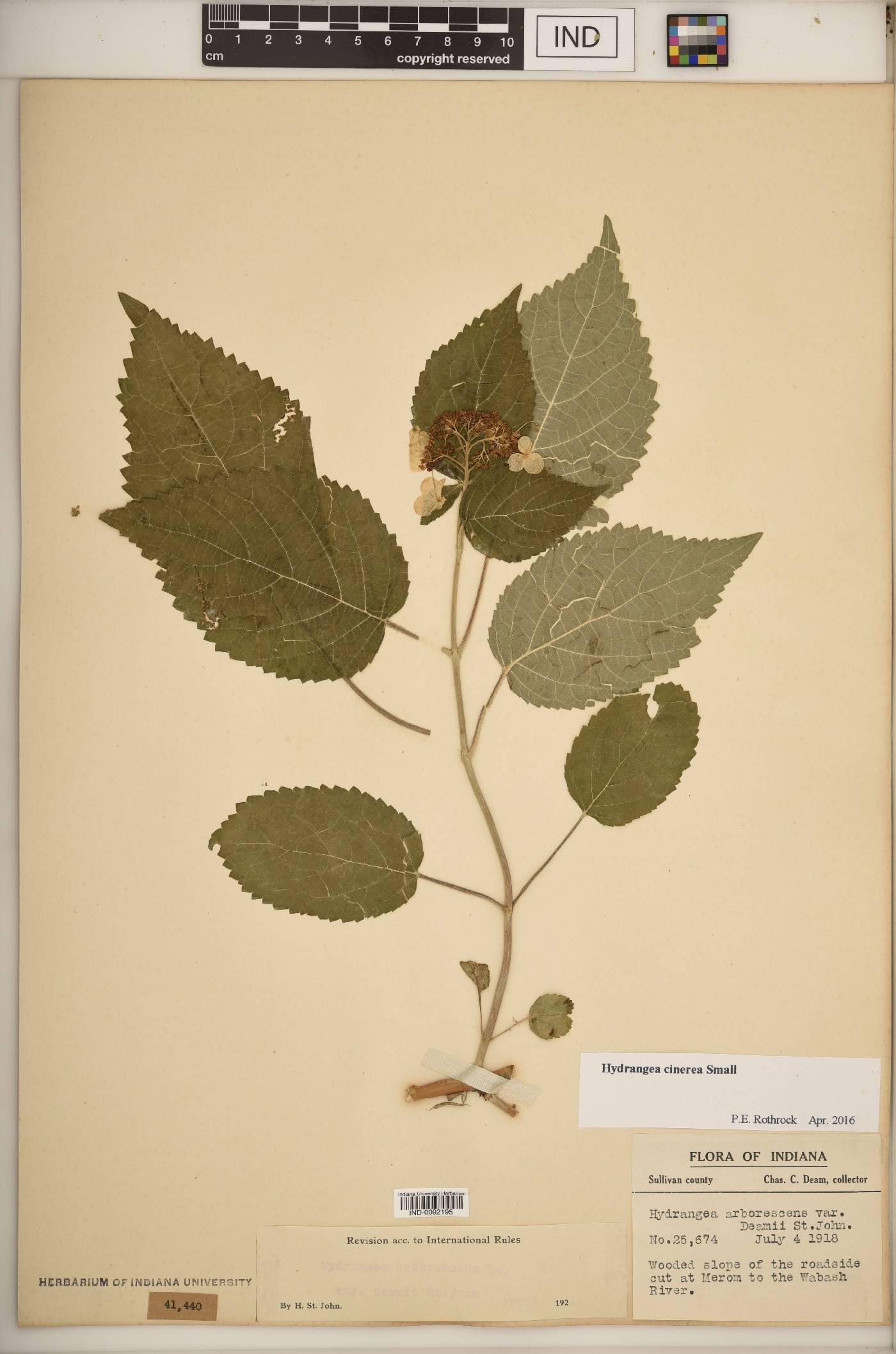 Hydrangea cinerea image