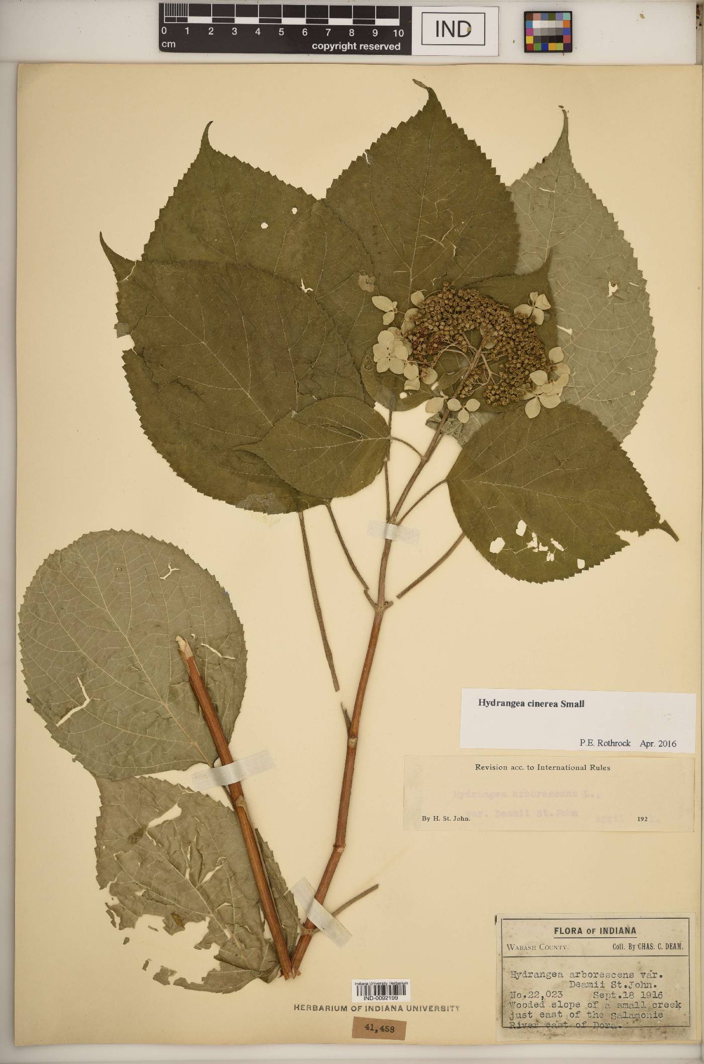 Hydrangea cinerea image