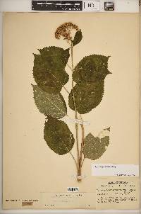 Hydrangea cinerea image