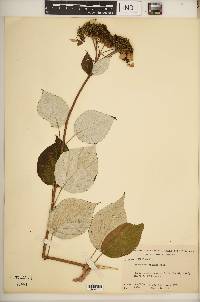 Hydrangea radiata image