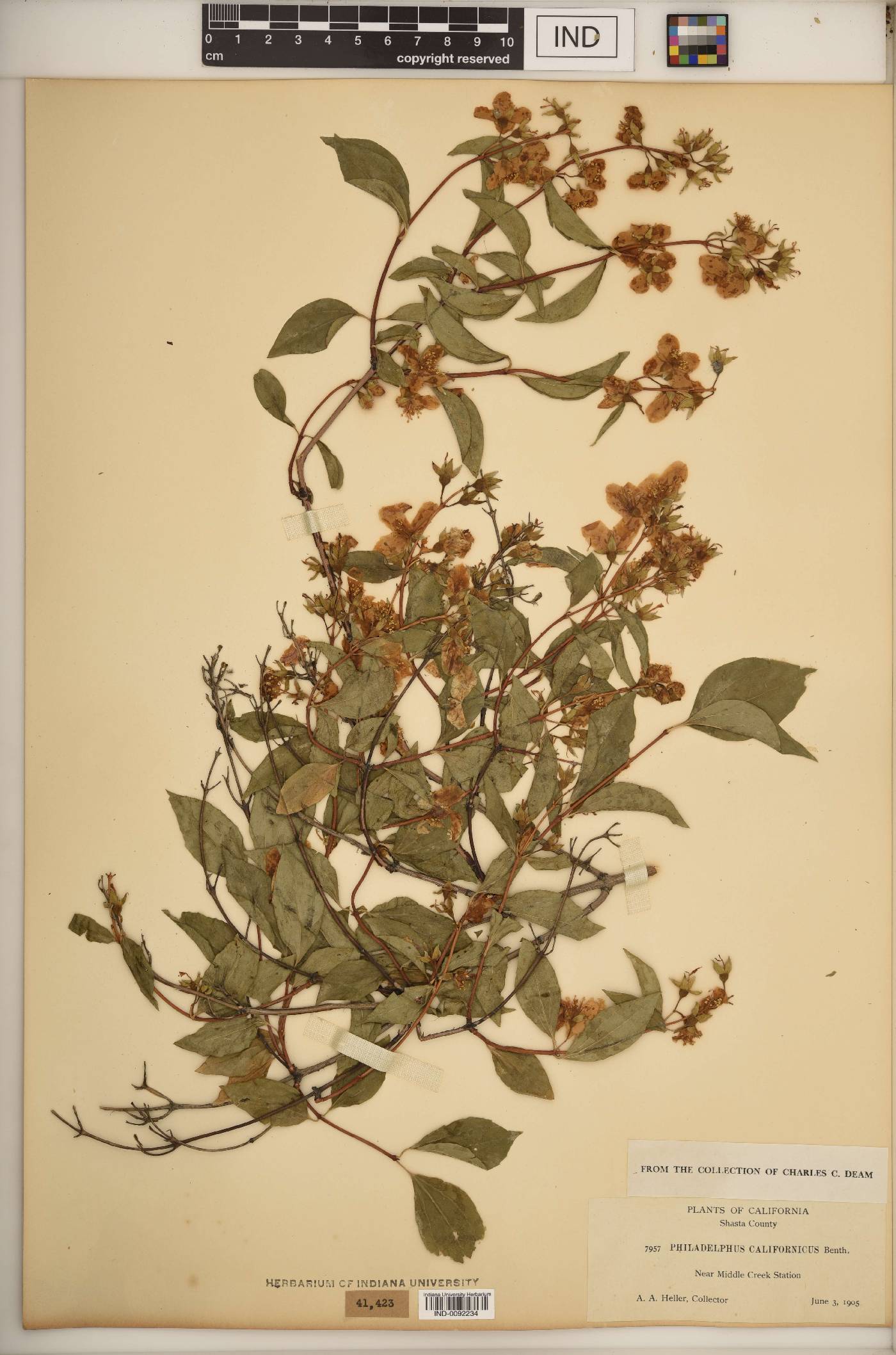 Philadelphus californicus image