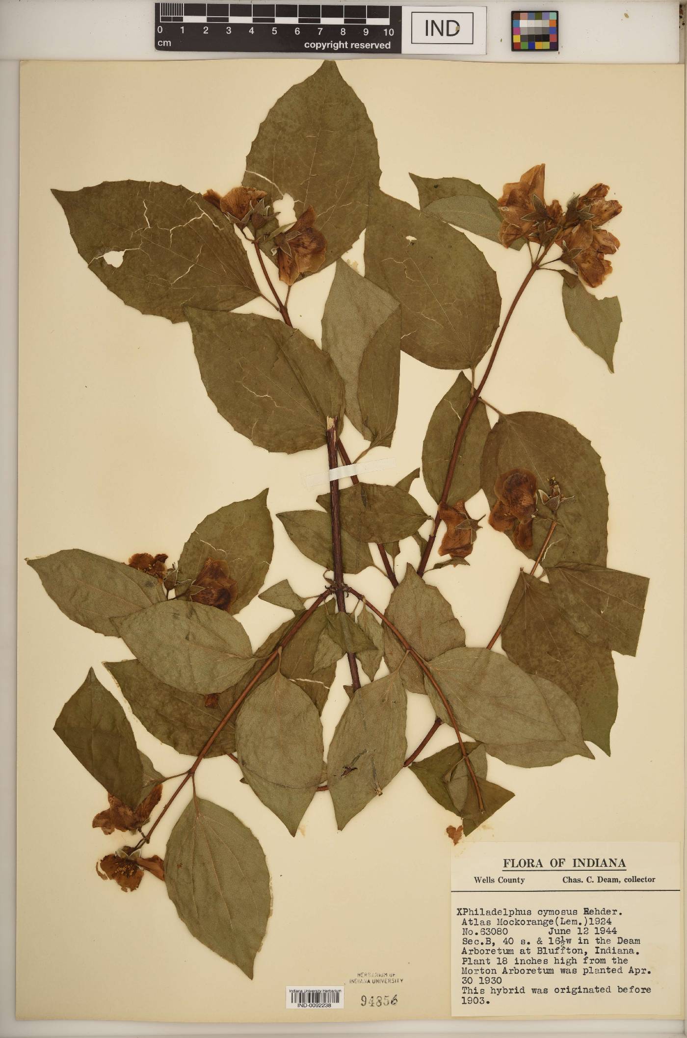 Philadelphus cymosus image