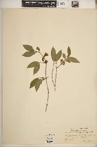 Philadelphus hirsutus image